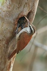 Narrow-billed Woodcreeper